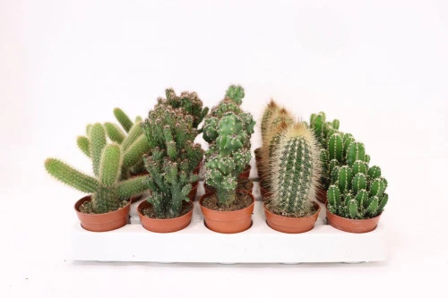 Кактус - Микс (Cactus Mix), ЕС 8 5.5                                                                